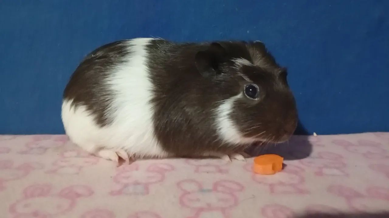 Crowned Guinea Pig