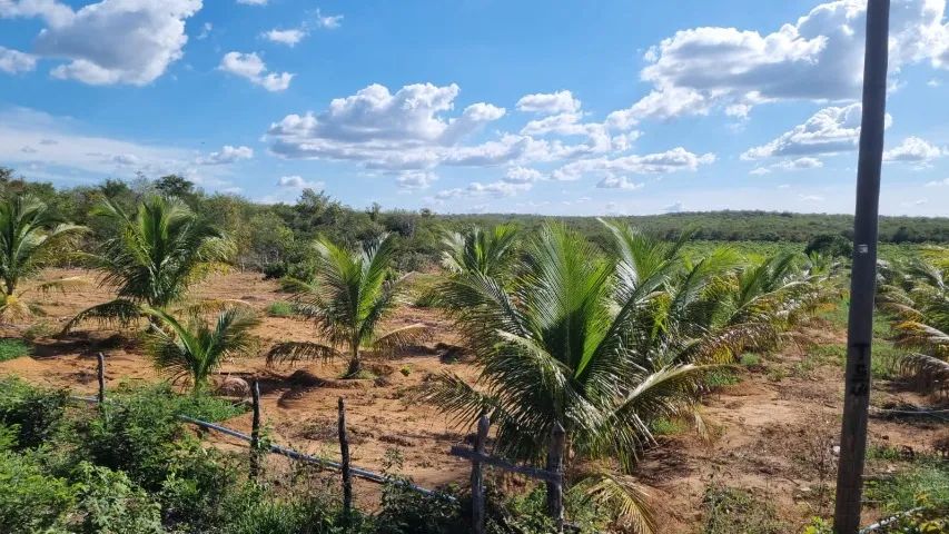 Fazenda em Canto do Buriti do Piauí - Foto 2