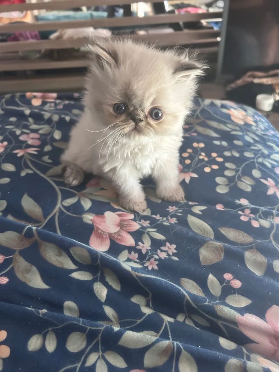 Gatinho persa filhotinhas