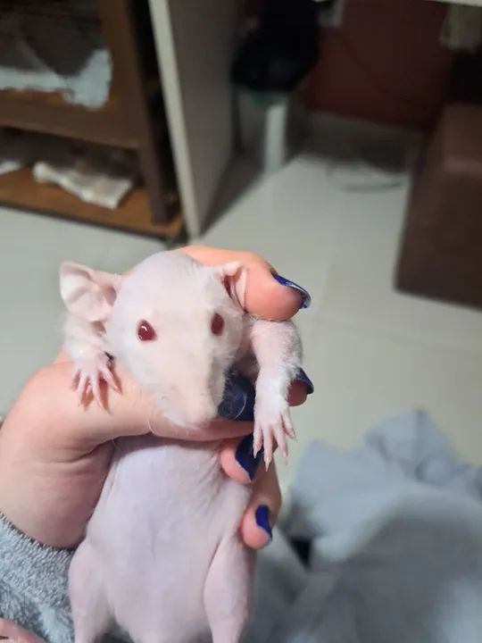 Rato Twister Hairless - Foto 2