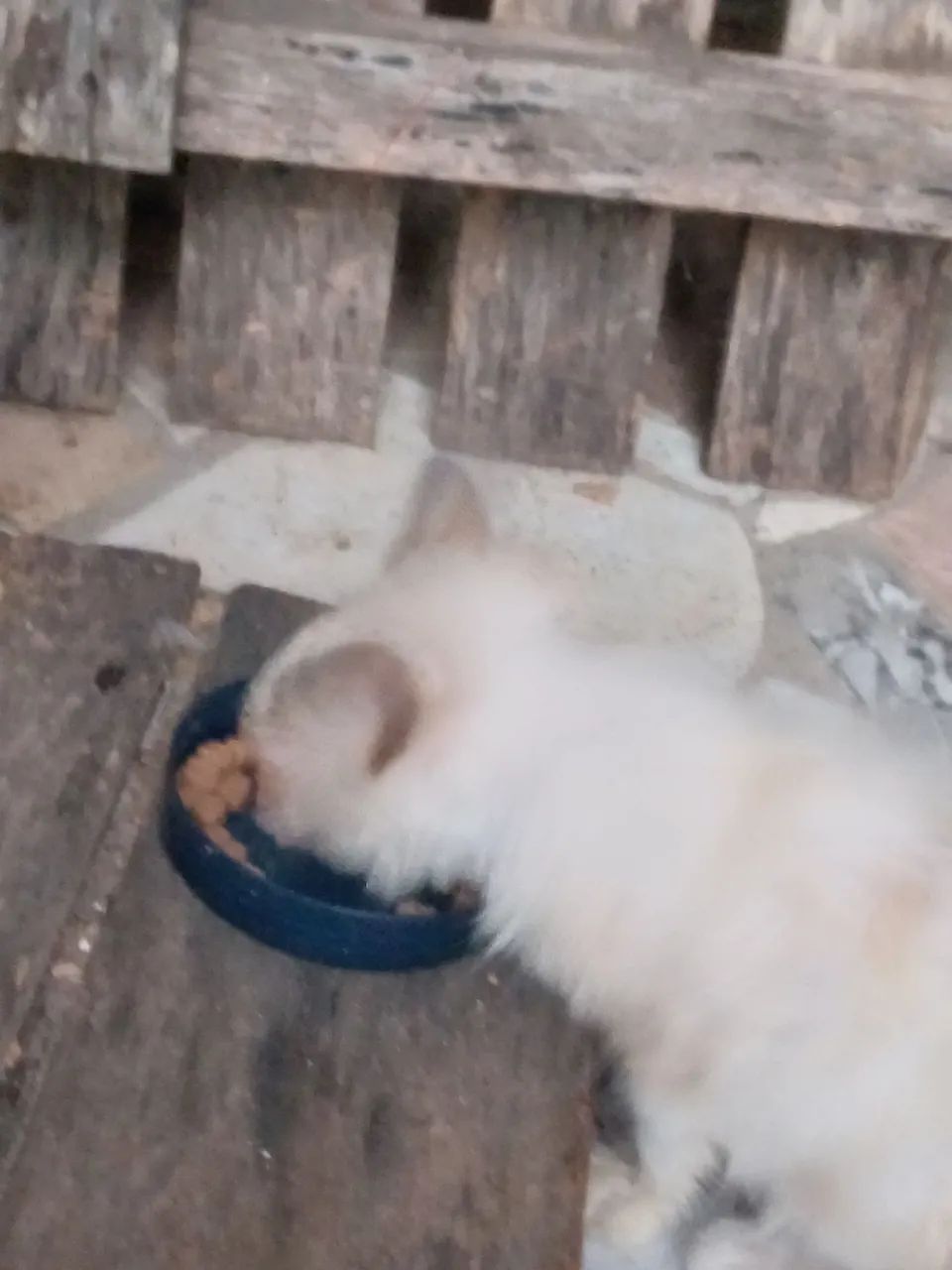 Gatinha filhote para doação 