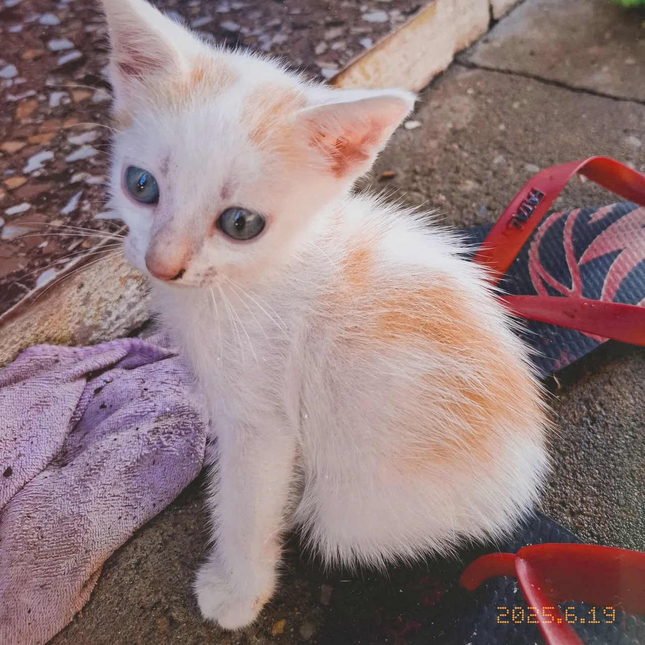 Gatinho filhote para adoção