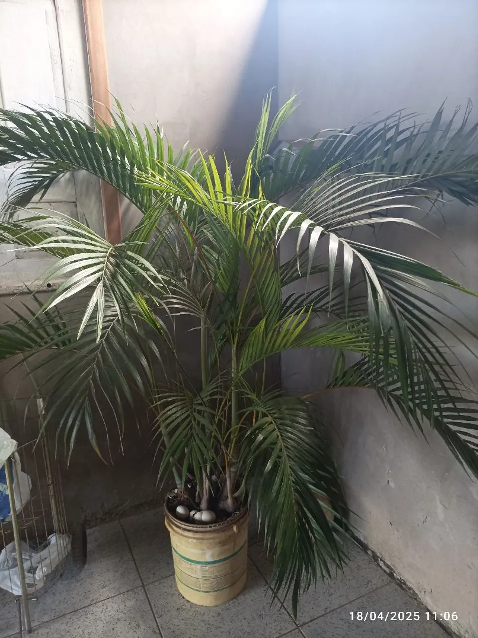 Palheira