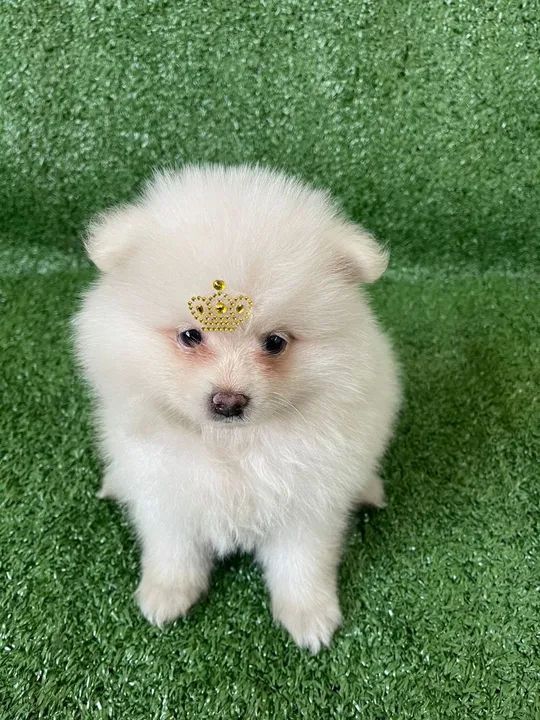 Lulu macho fofo  - Foto 2