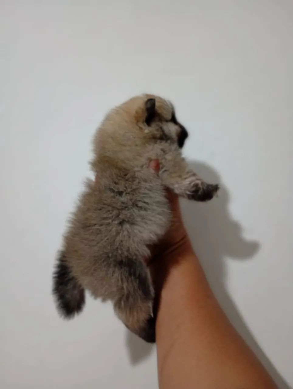 Filhote Spitz alemão macho e fêmea  - Foto 4