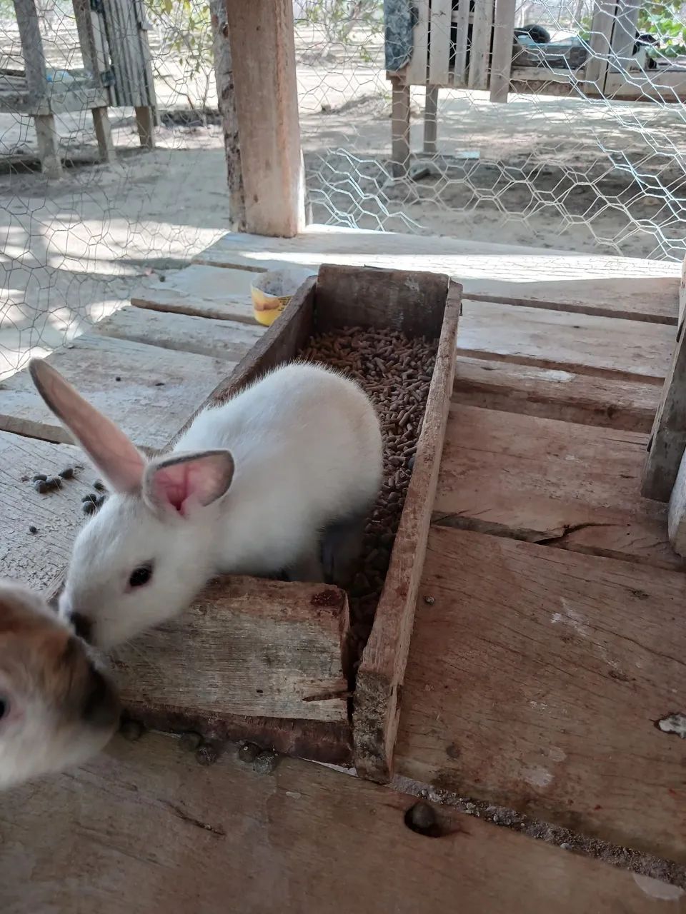 Coelhinhos para venda - Foto 2