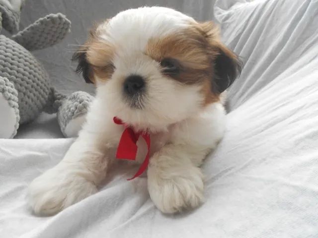 Lindos Filhotinhos de Shih tzu