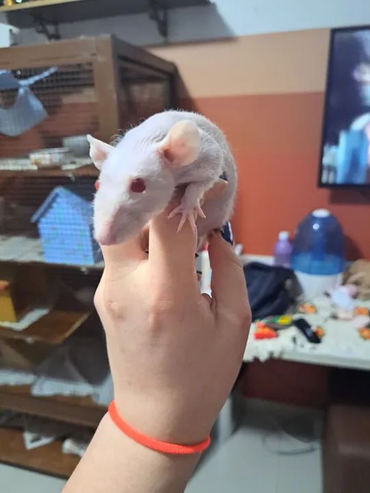 Rato Twister Hairless