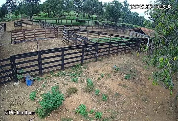 Vaqueiro para Fazenda em Goias
