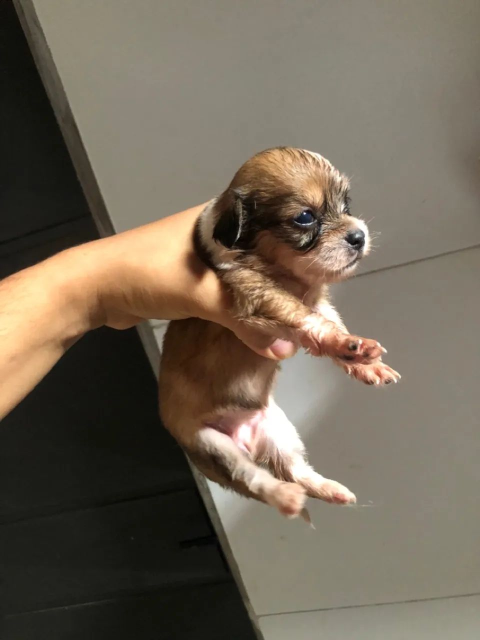 Filhote de Shih tzu misturado 