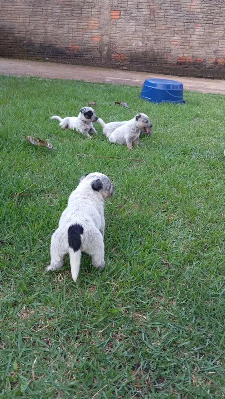 Filhotes de Blue Heeler