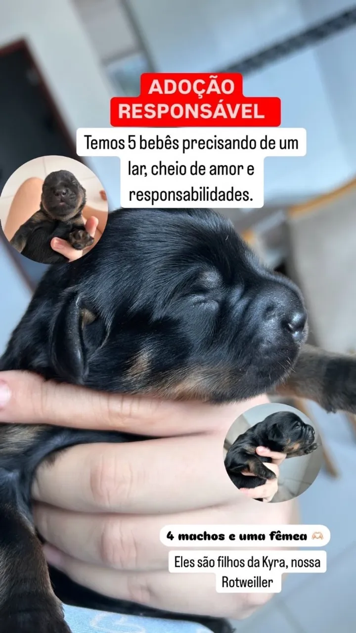 Doação responsável