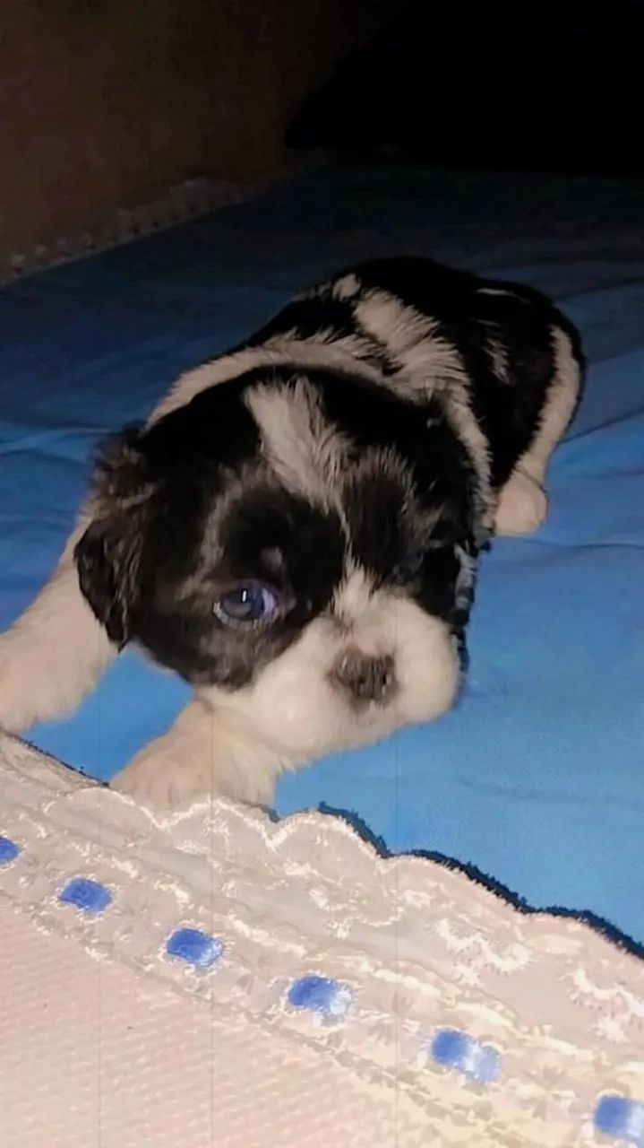 SHIH TZU MINI LEGÍTIMOS - Foto 5