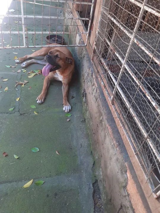 Filhotona de boxer com 1ano e 2 meses - Foto 5