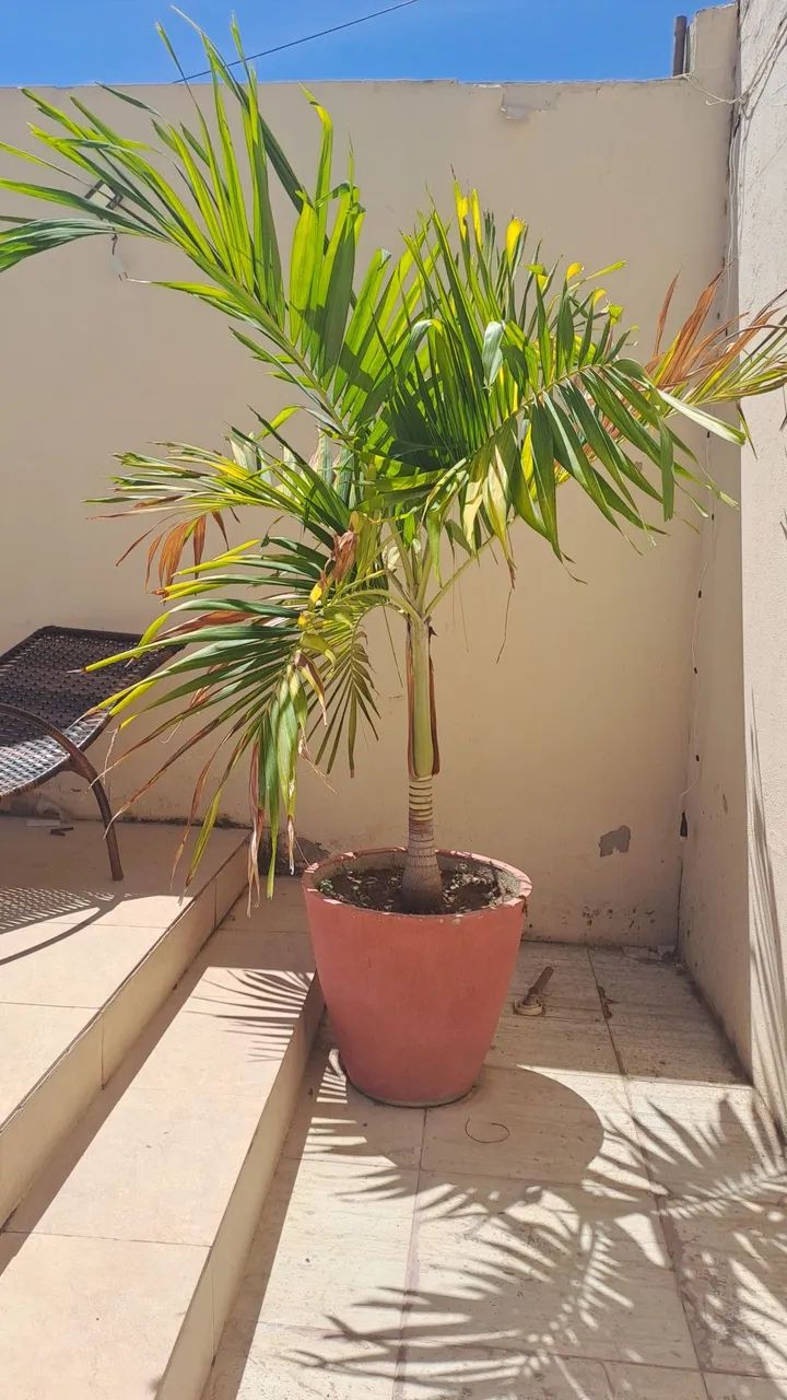 Palmeira Areca e Palmeira imperial em vaso - Foto 4