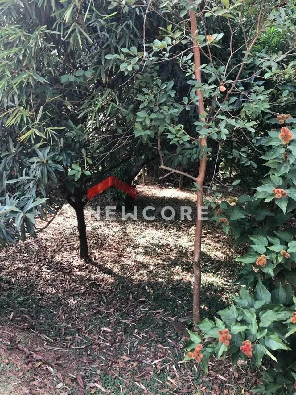 Chácara em Rua Henedina Oliveira Bresler - Bela Vista - Paulínia/SP - Foto 5