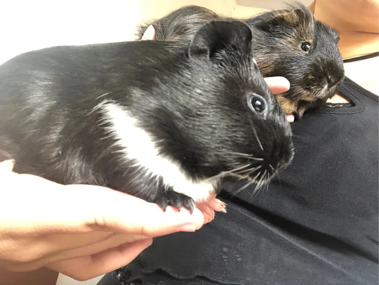 Porquinhos da Índia fofos para venda  - Foto 4