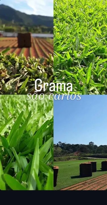 Grama de qualidade!! Esmeralda ou São Carlos.