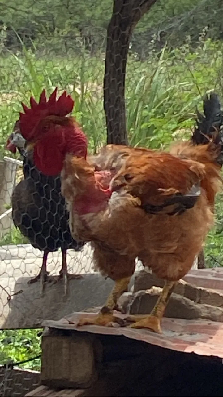 Galos