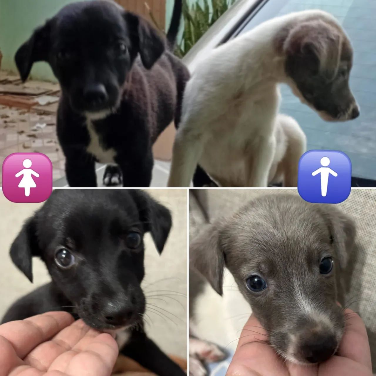 Lindos filhotes de cachorro para adoção!