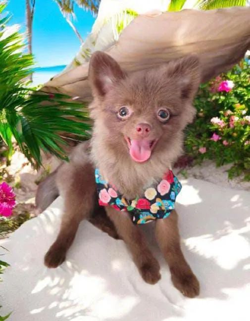 Sptiz Alemão chocolate /Lulu da Pomerânia  - Foto 4