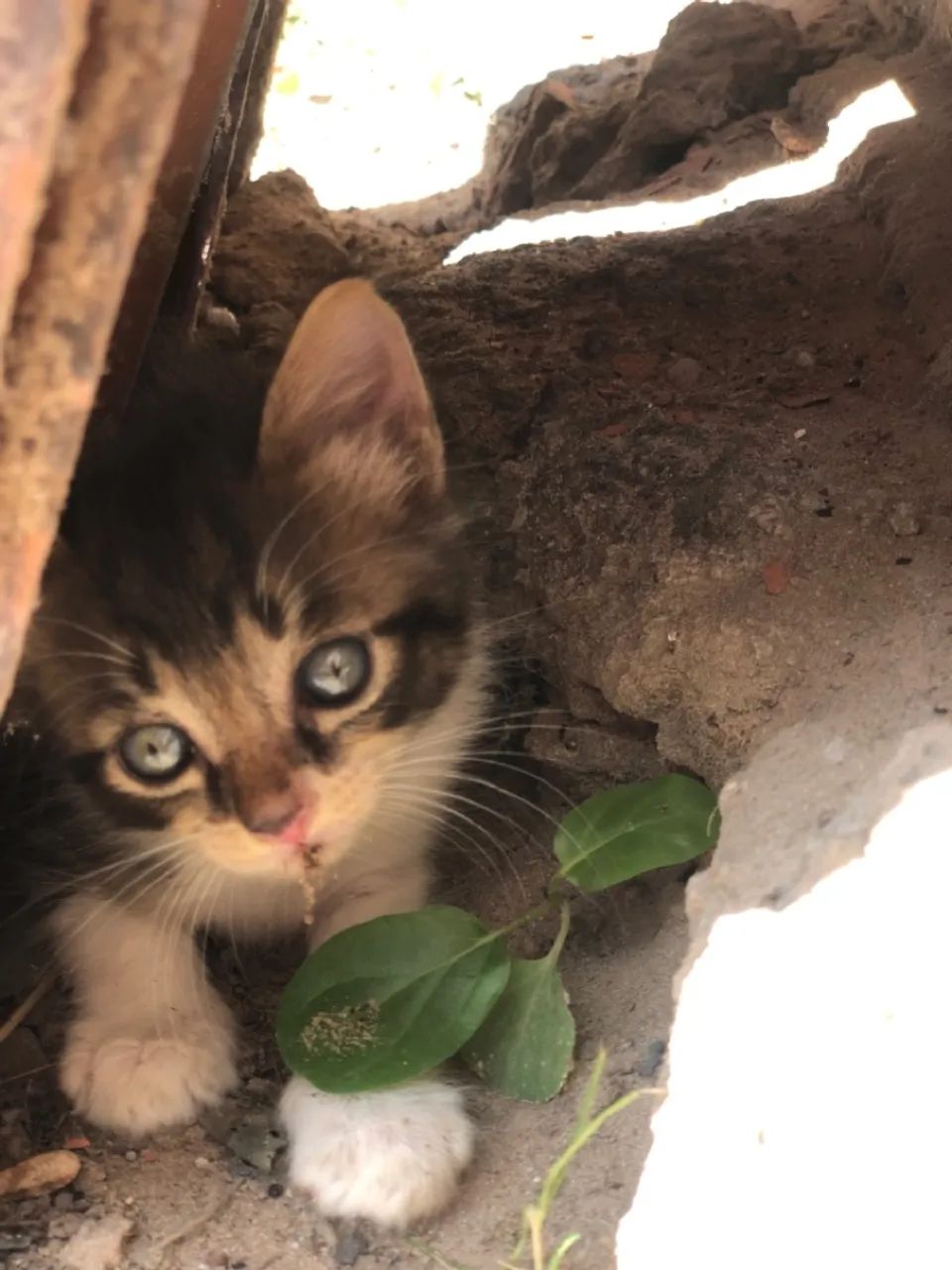 Gatos pra doação  - Foto 4