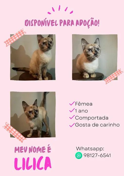 Lindos gatinhos para adoção 