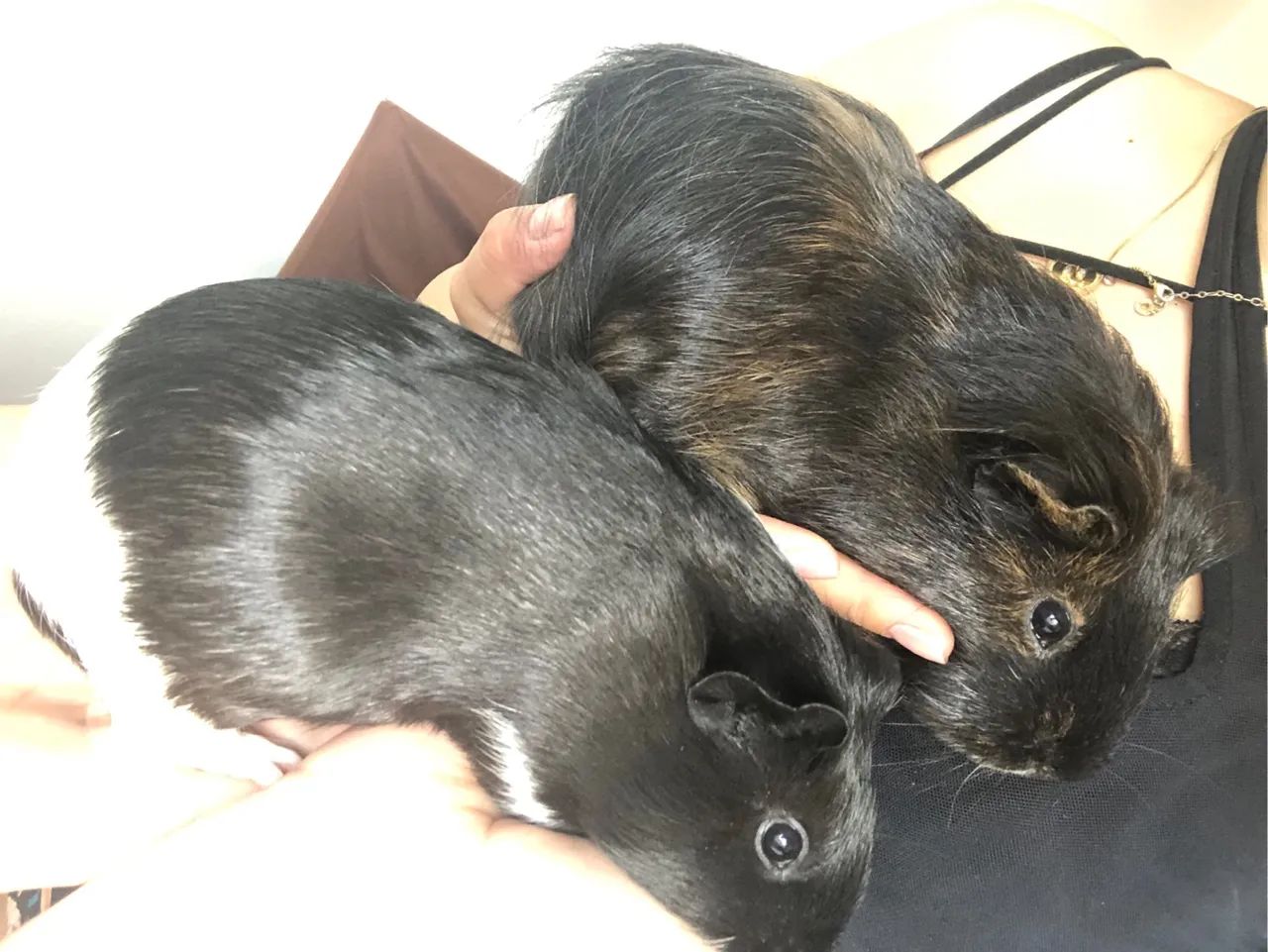 Porquinhos da Índia fofos para venda  - Foto 2