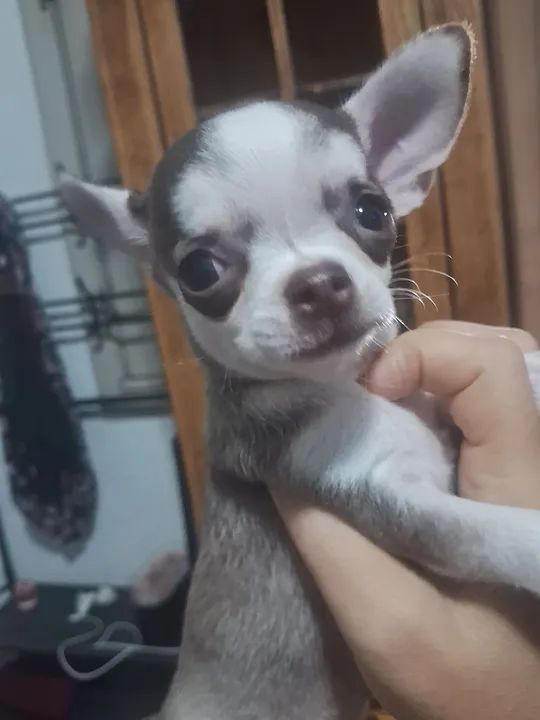 Chihuahua filhote