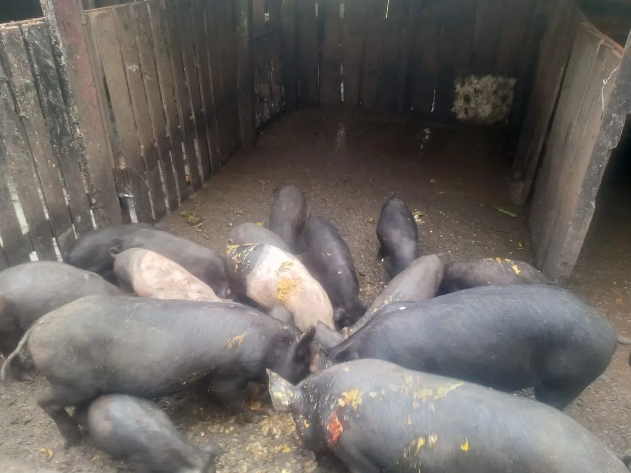 Porcos para venda - Foto 2