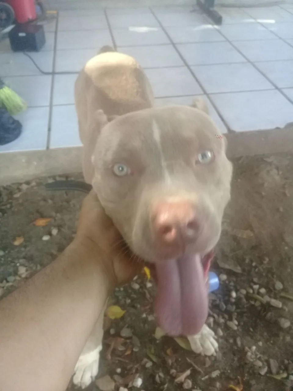 Pitbull 1 ano america buly - Foto 4