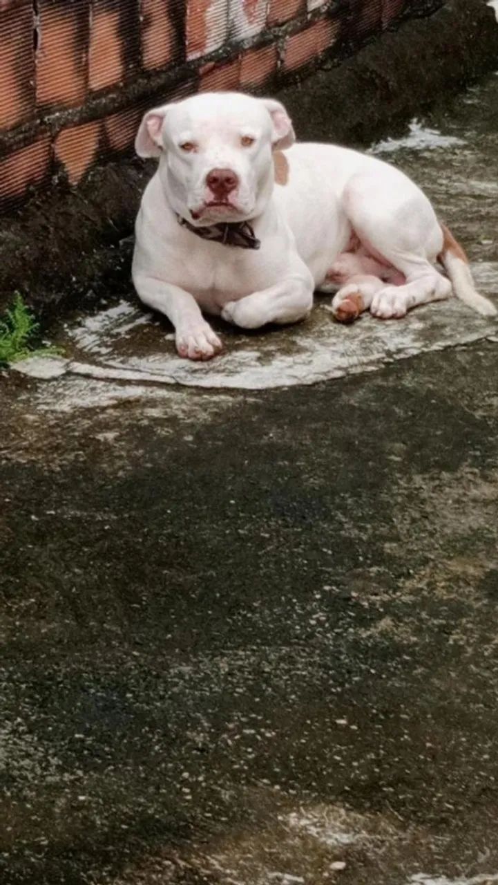 Pit Monsterr 