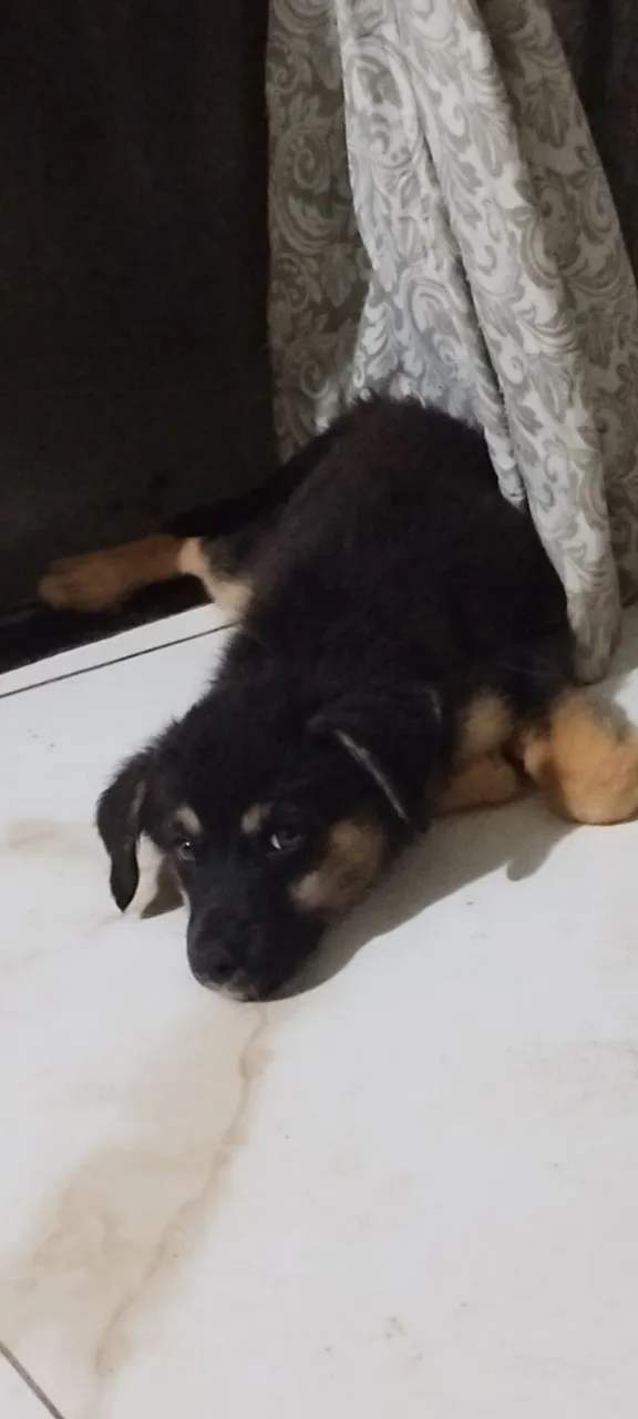 Filhote de mistura de husky siberiana com vira lata 