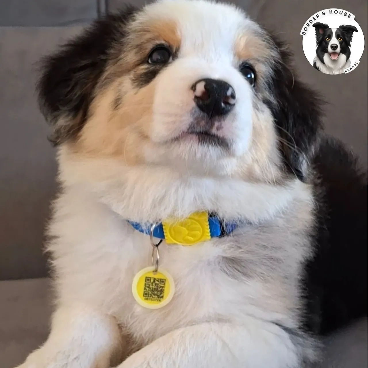 Filhote de Border Collie (cbkc e pais testados)