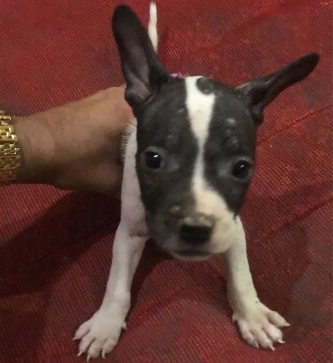 American Bully pochet  - Foto 4