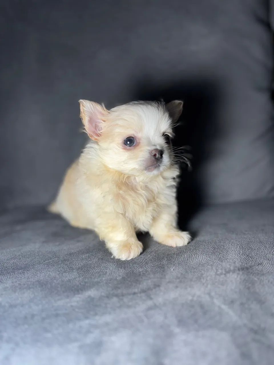 Filhote de Chihuahua macho pelo longo  - Foto 4