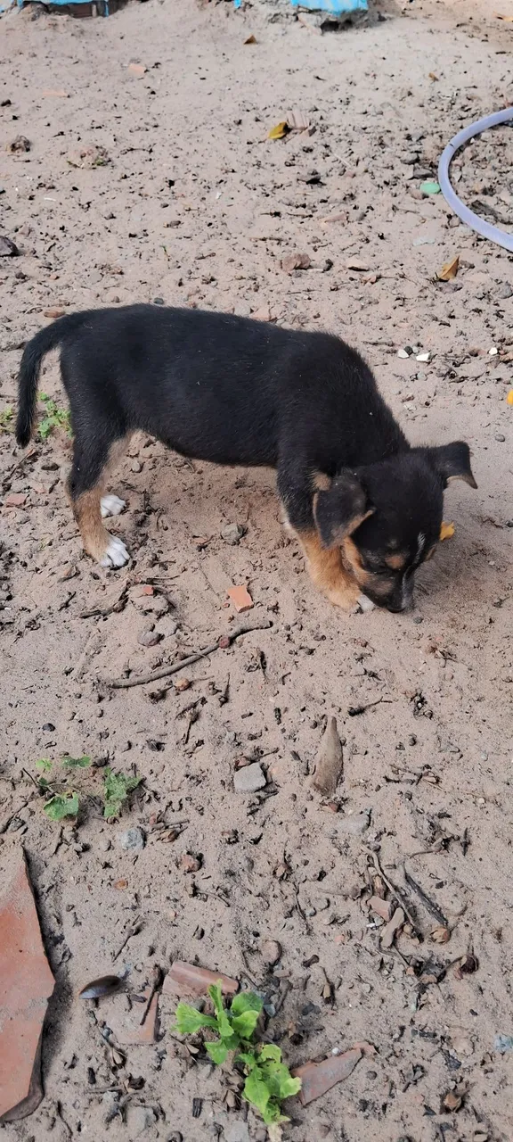 DOA-SE CACHORROS