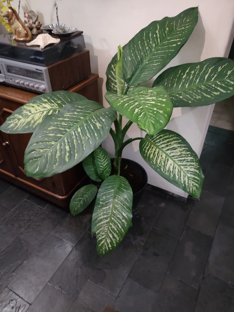 Planta Dieffenbachia ( COMIGO NINGUÉM PODE)