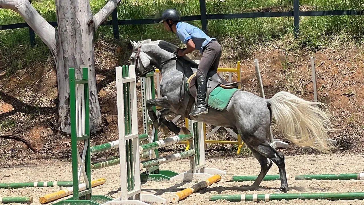 Inseminação Artificial Cavalo Árabe PURO SANGUE 