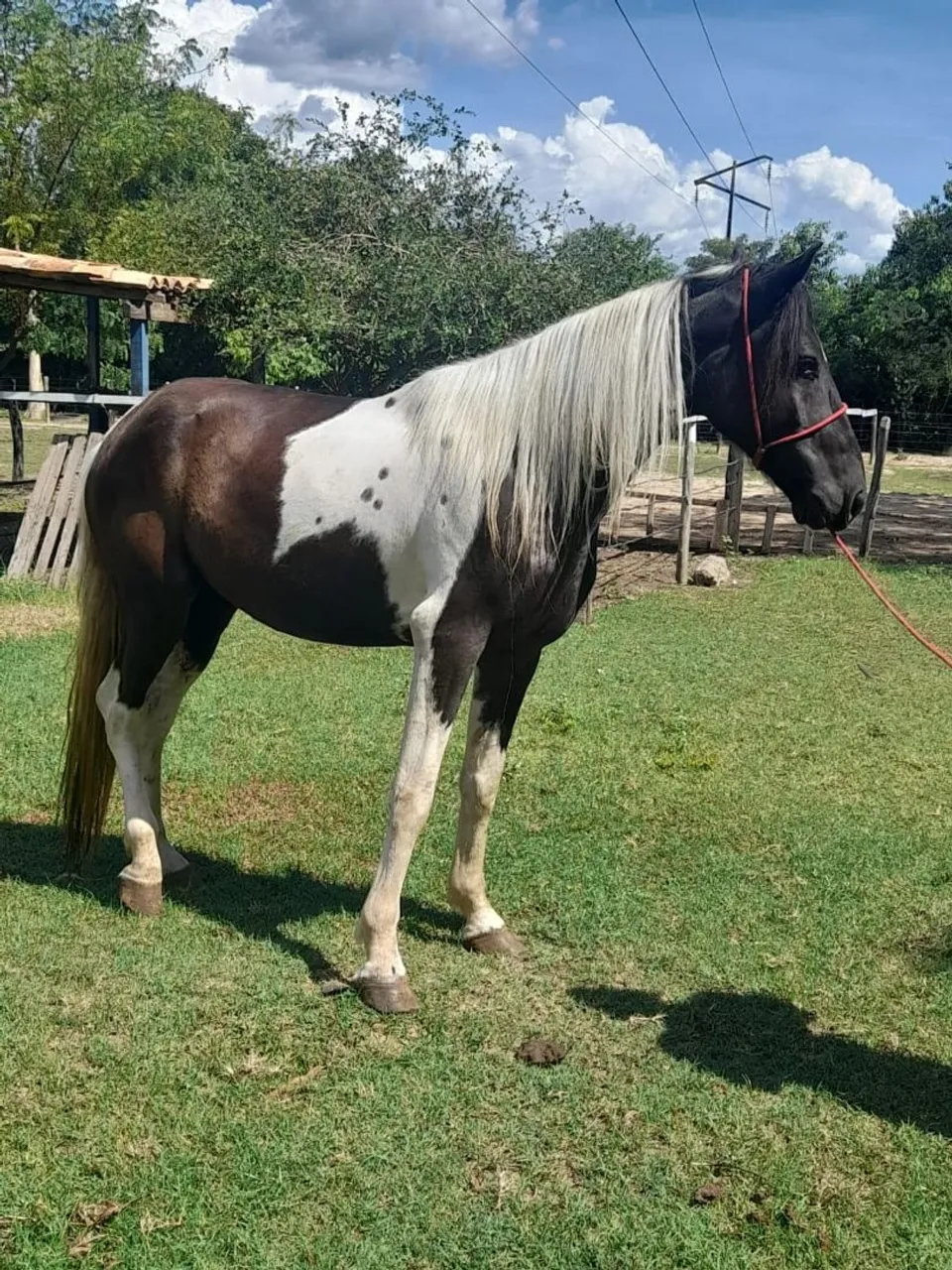 Cavalo mangalarga Machador picado