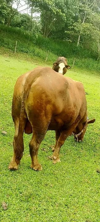 Bezerro macho - Foto 6