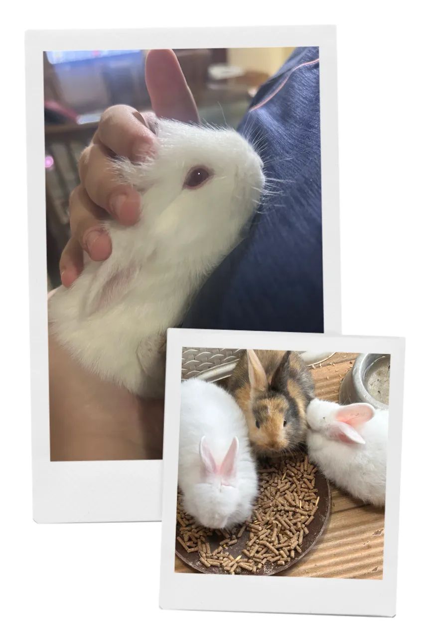 Coelhinhos Fofos - Disponível  - Foto 2