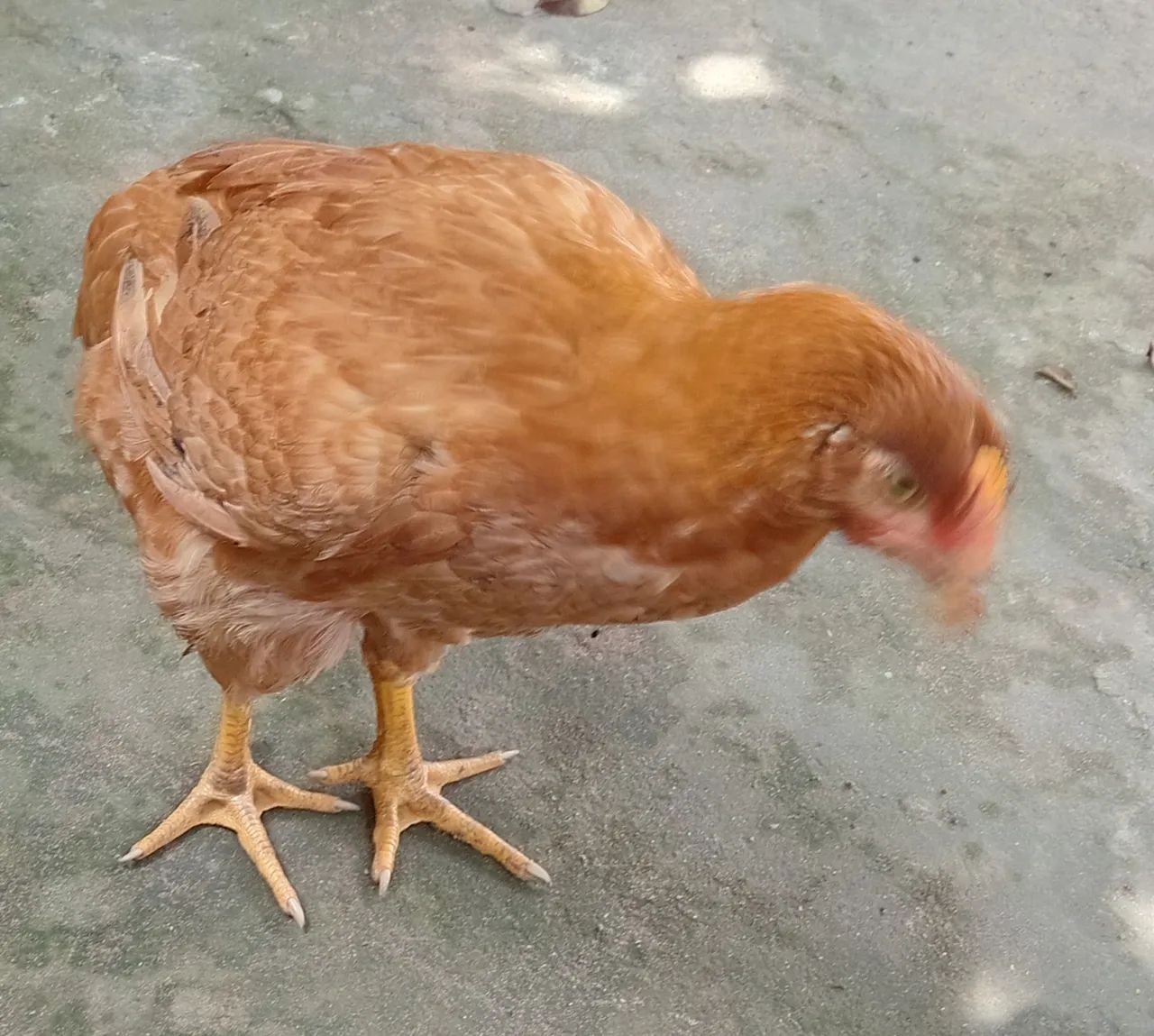 Vendemos 5 frangas e 4 frangos por 270.00 - Foto 2