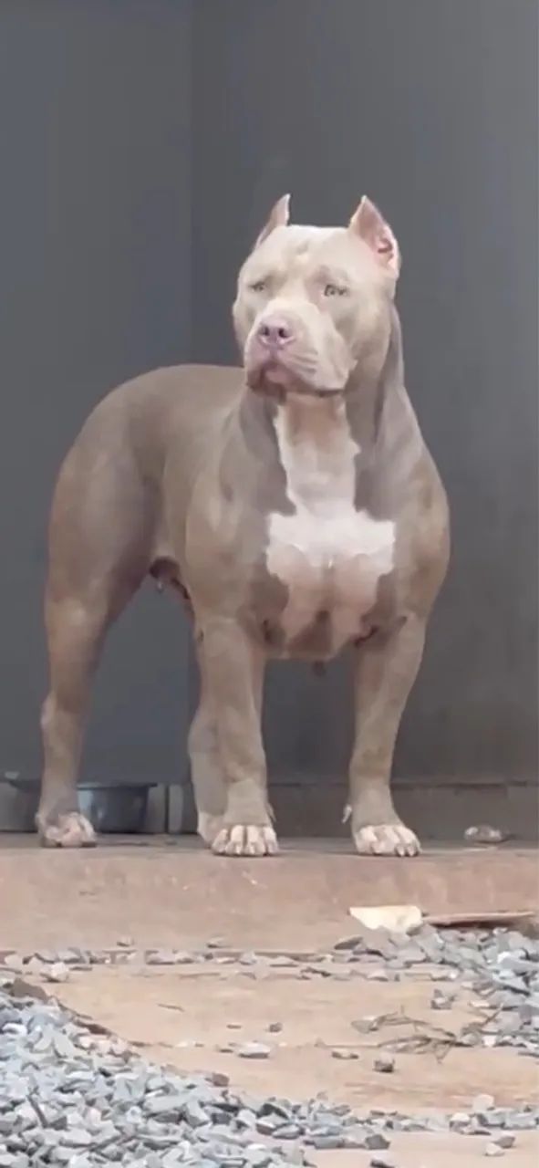 Filhotes Pitmonster, Pitbull ?oversize?, Bully XL - Foto 4
