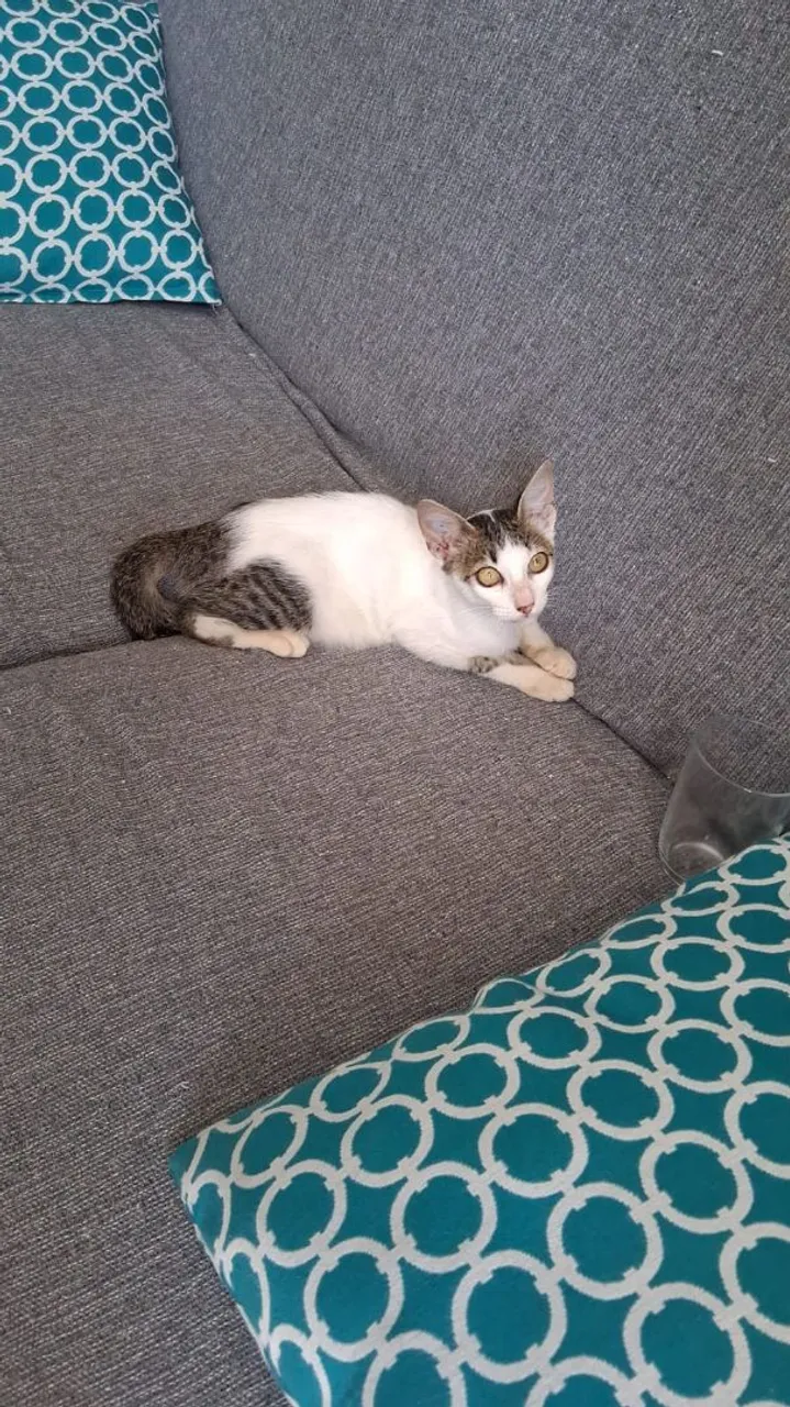 Gatinha dócil filhote para adoção