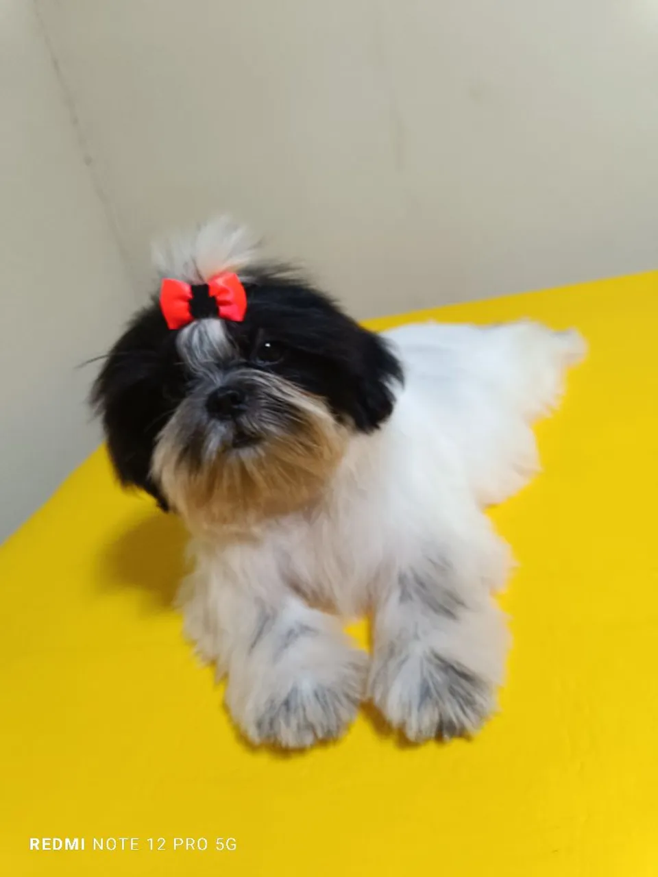 Linda Shih Tzu!