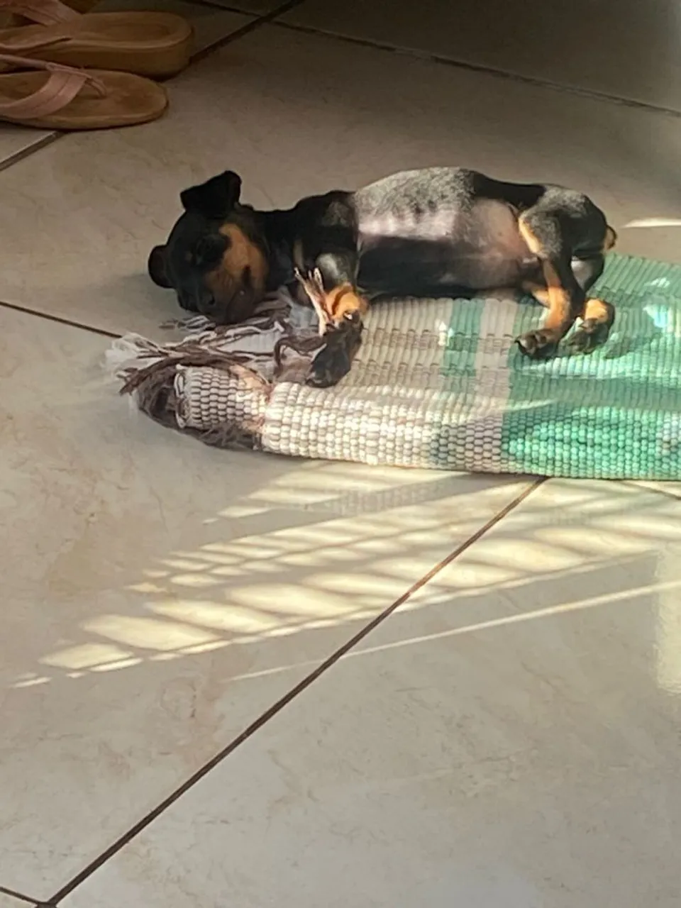 Filhote de Pinscher a venda (MACHO)