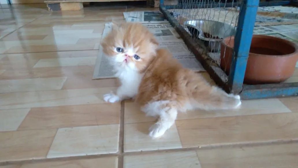 Gatinhos Persa super fofos - Foto 5