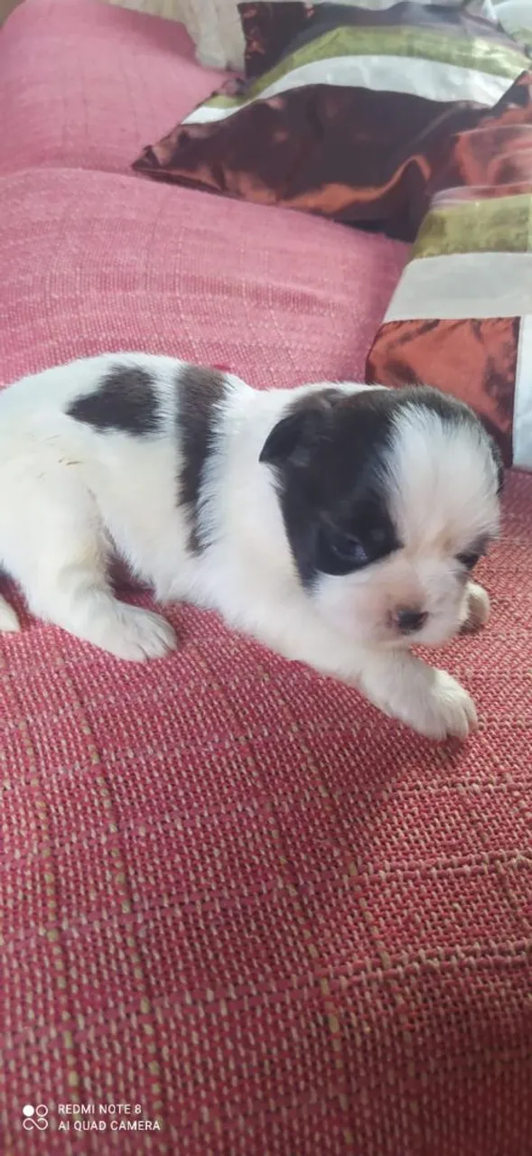 Filhote Shih Tzu
