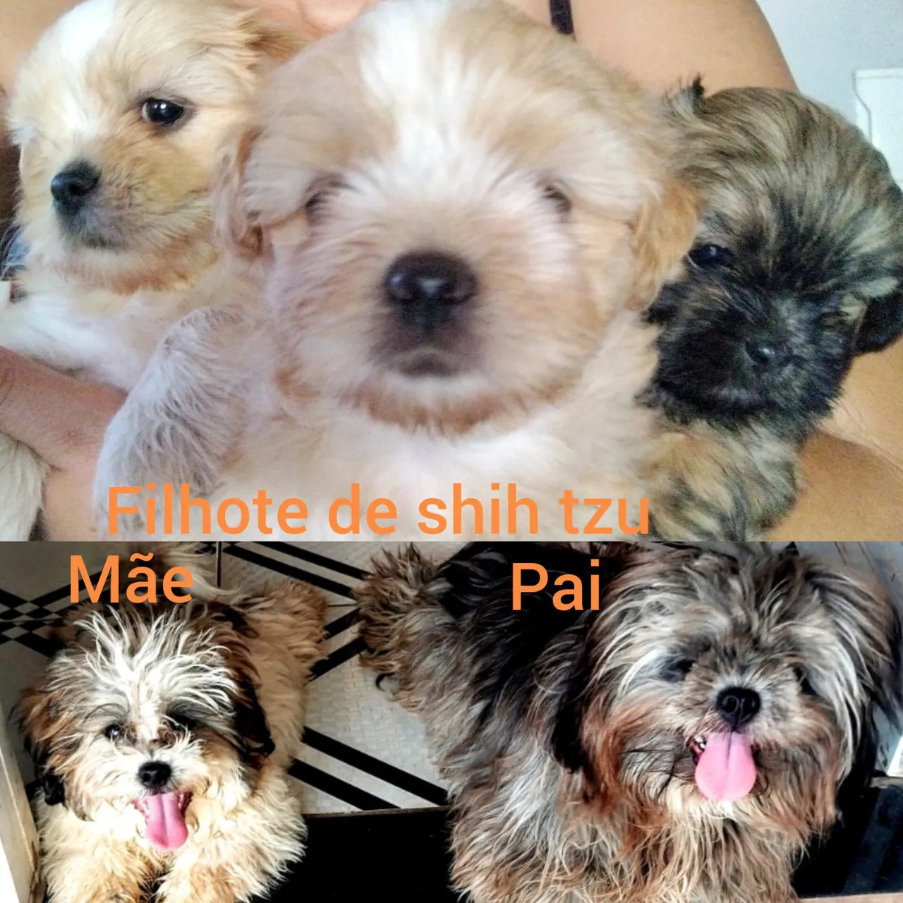 Filhotes de Shih Tzu 